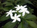 Jasmin des poètes / Jasminum nitida - Non odorant.  Utilisation : En isolé, en massifs, en haies  Hauteur : 2 / 3  mêtres.  Plante peu sensible.